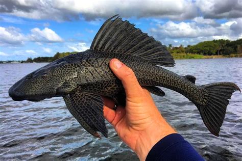 Amazon River Fish: The most known Amazonian species.